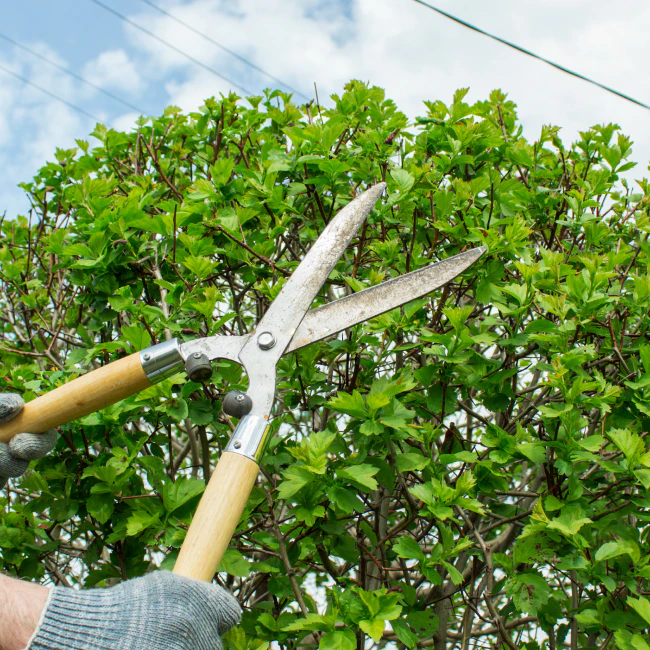 brush-pruning-sebewaing-mi