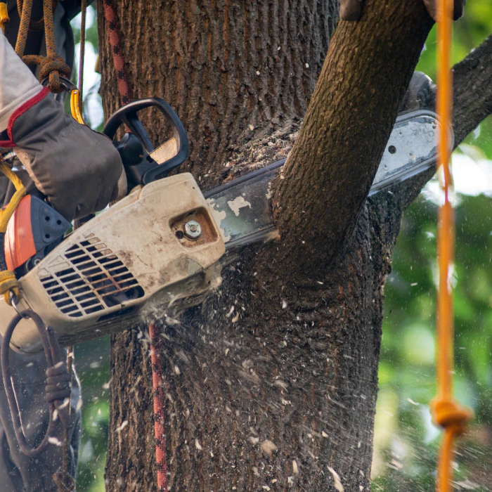 close-up-of-a-chainsaw-during-a-tree-removal-sebewaing-mi