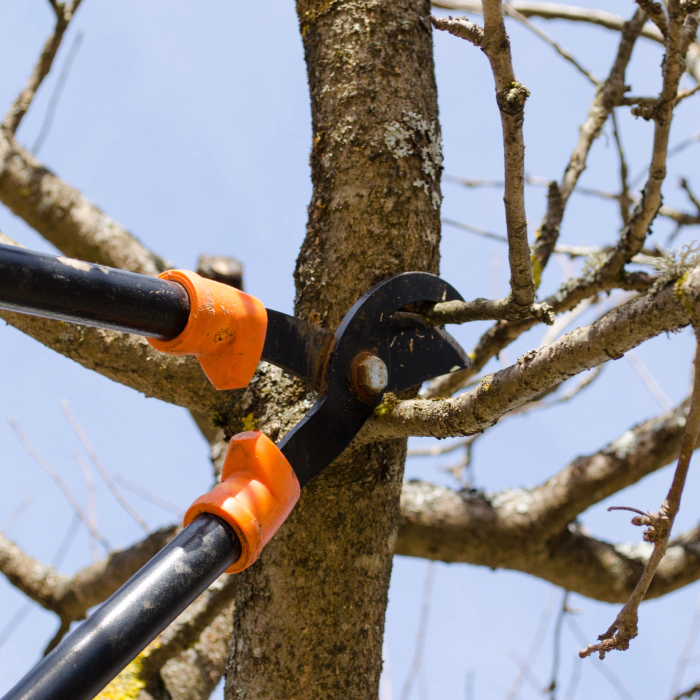 close-up-of-a-tree-pruning-sebewaing-mi