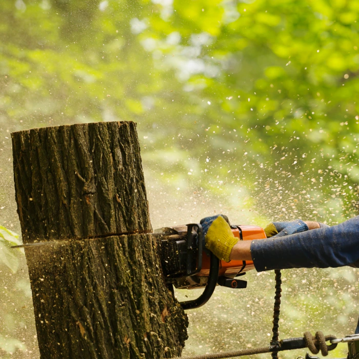 close-up-of-a-tree-trimming-sebewaing-mi