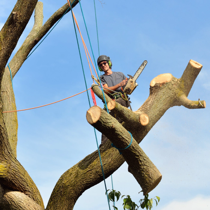 contractor-removing-a-big-tree-sebewaing-mi