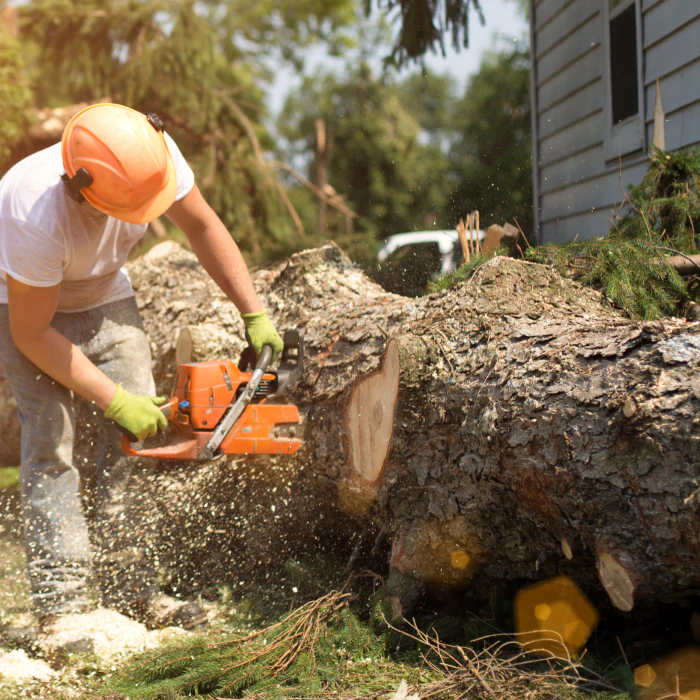 contractor-removing-tree-sebewaing-mi