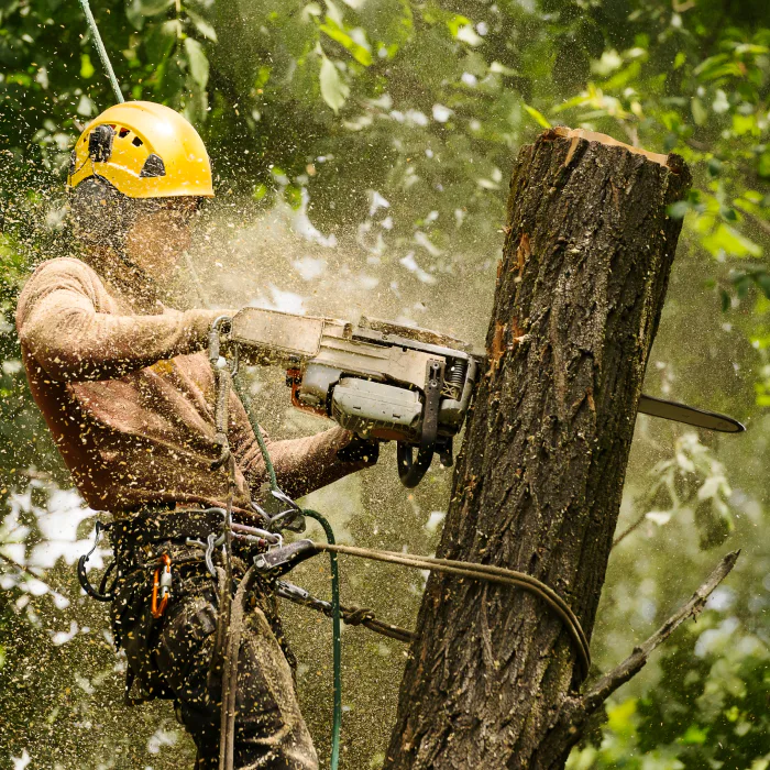 contractor-working-on-a-tree-removal-sebewaing-mi