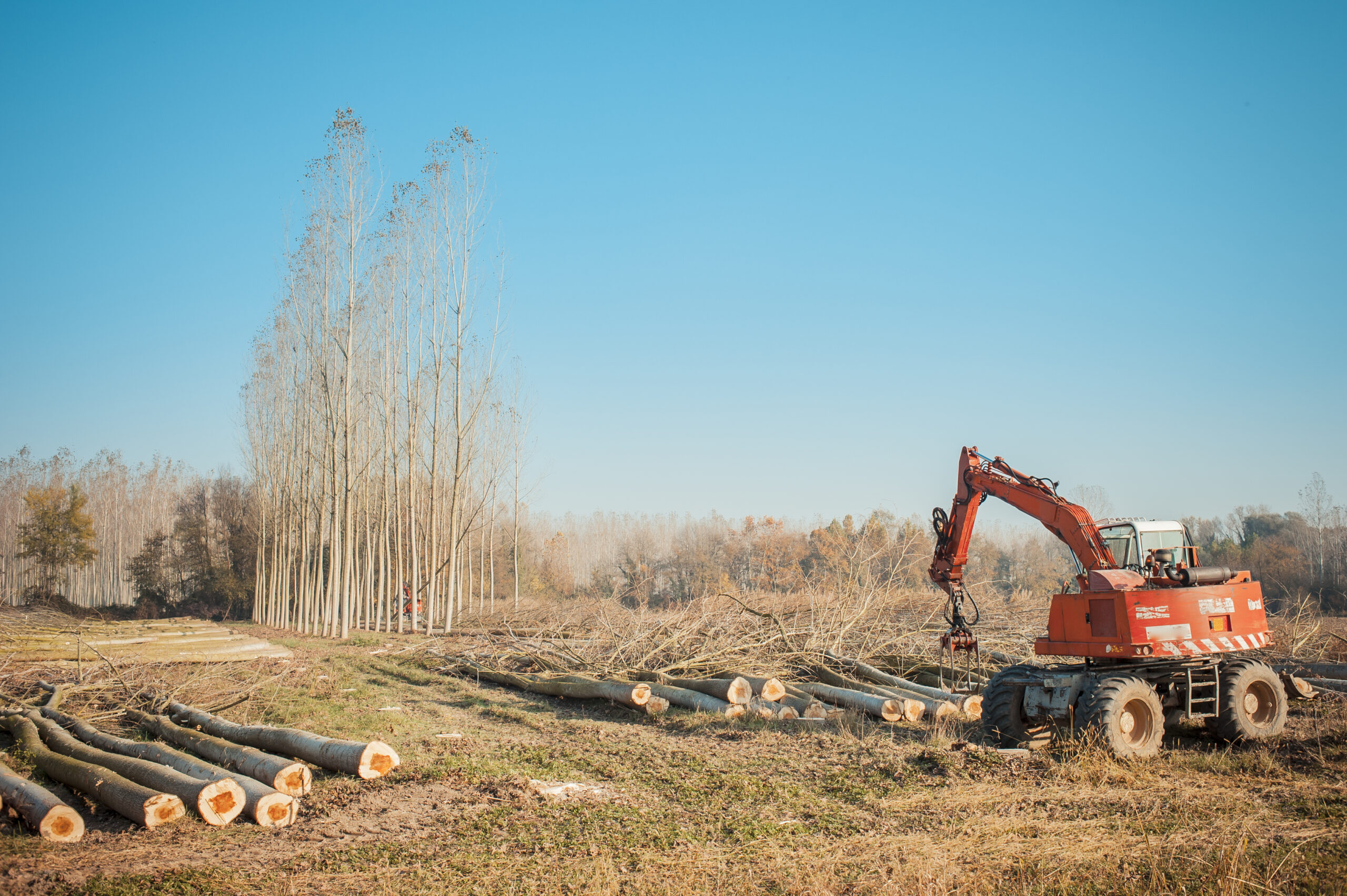 Cutting a forest of poplars: poplars file cut and cranes to move them.