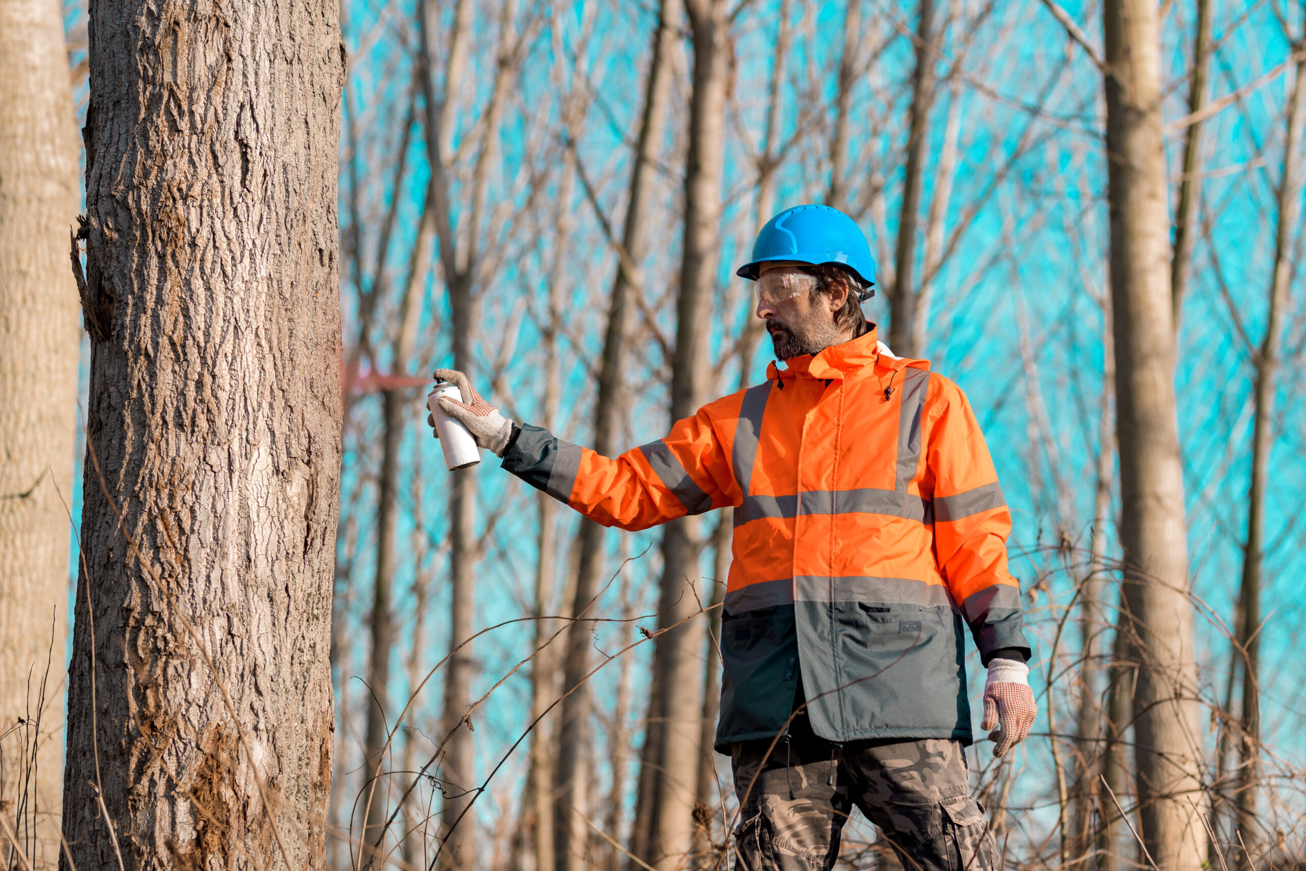 Forestry technician marking tree trunk for cutting in deforestation process, forester spray painting woods with aerosol can paint