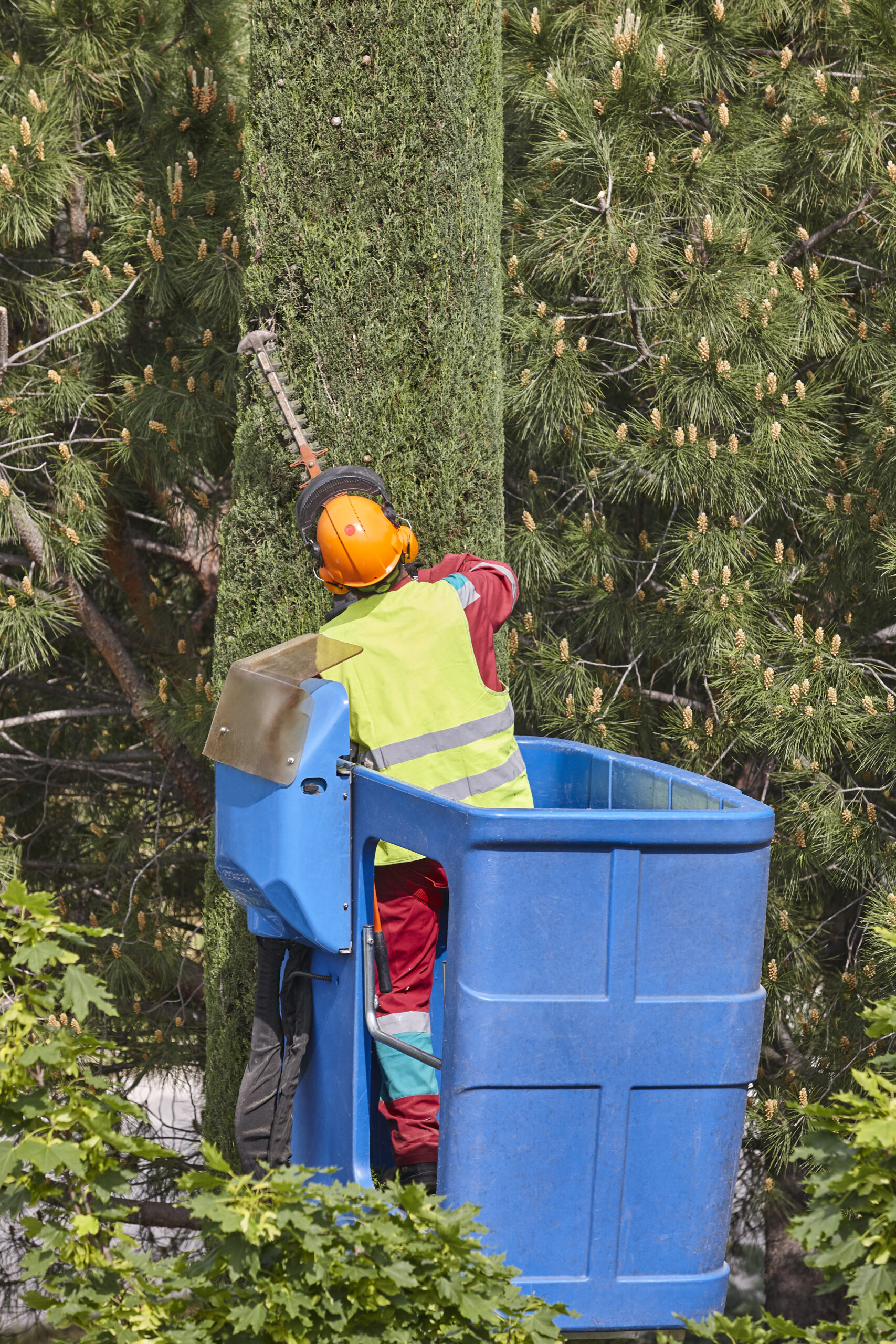 Gardener pruning a cypress on a crane. Seasonal trees maintenance