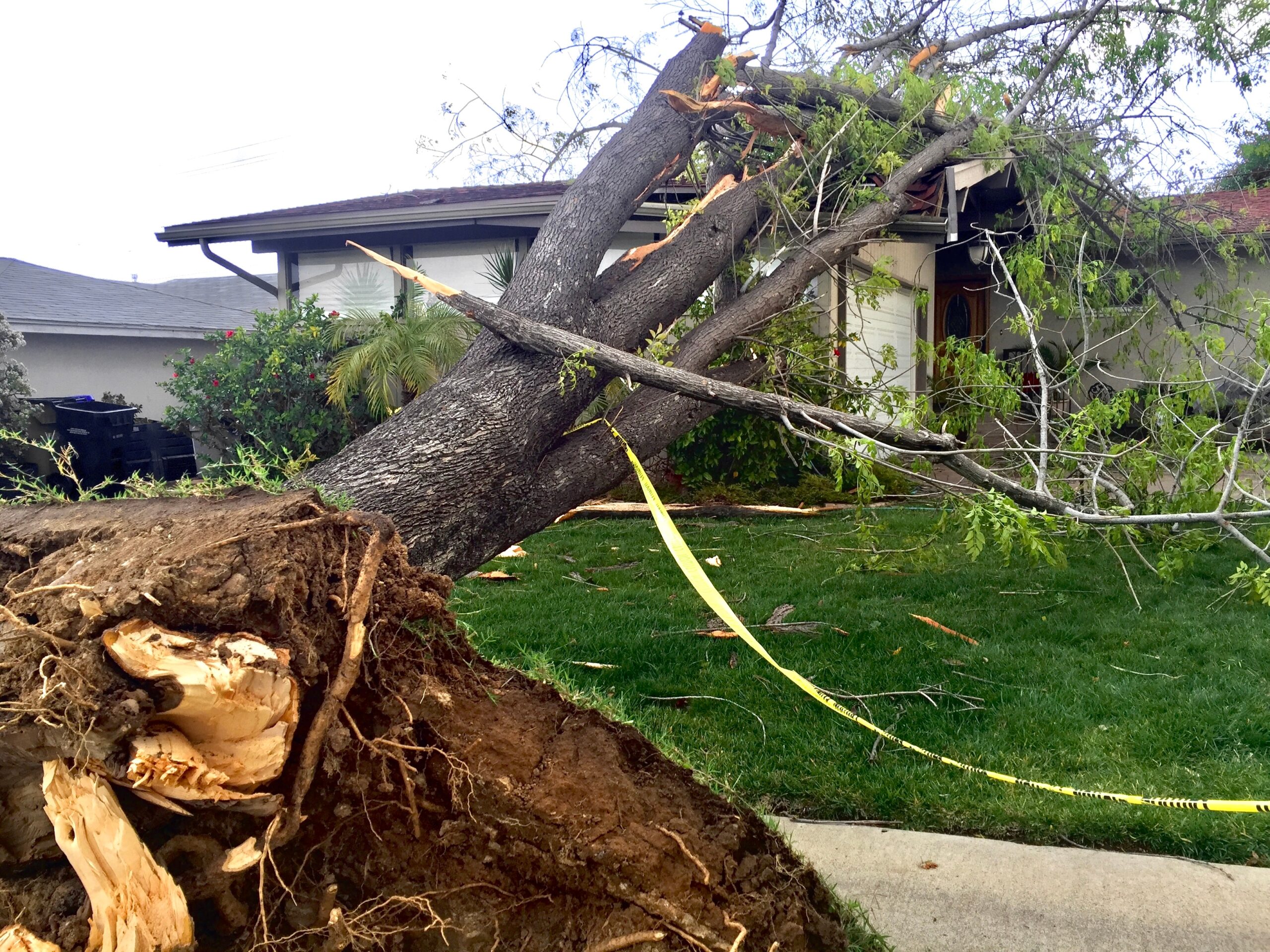 natural-disasters-effect-on-property-a-tree-falls-2023-11-27-05-22-32-utc