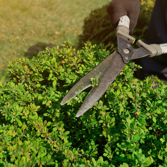 shrub-pruning-sebewaing-mi