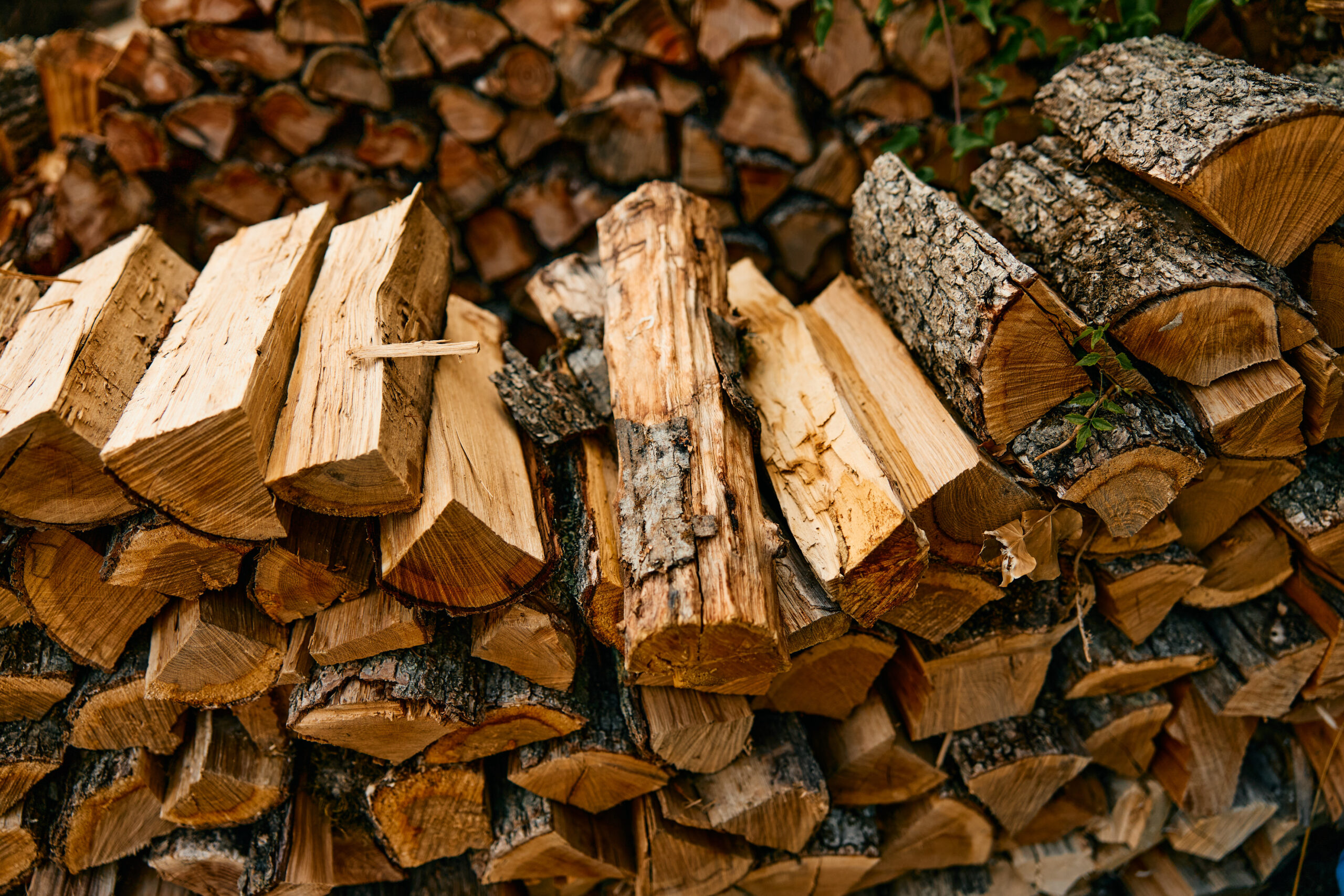 stacked firewood against backdrop of logs and trees in rustic outdoor setting