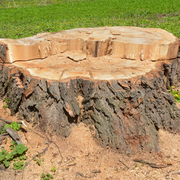 stump-in-a-backyard-before-removal-sebewaing-mi