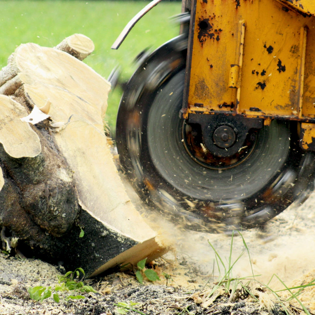 stump-removal-service-sebewaing-mi