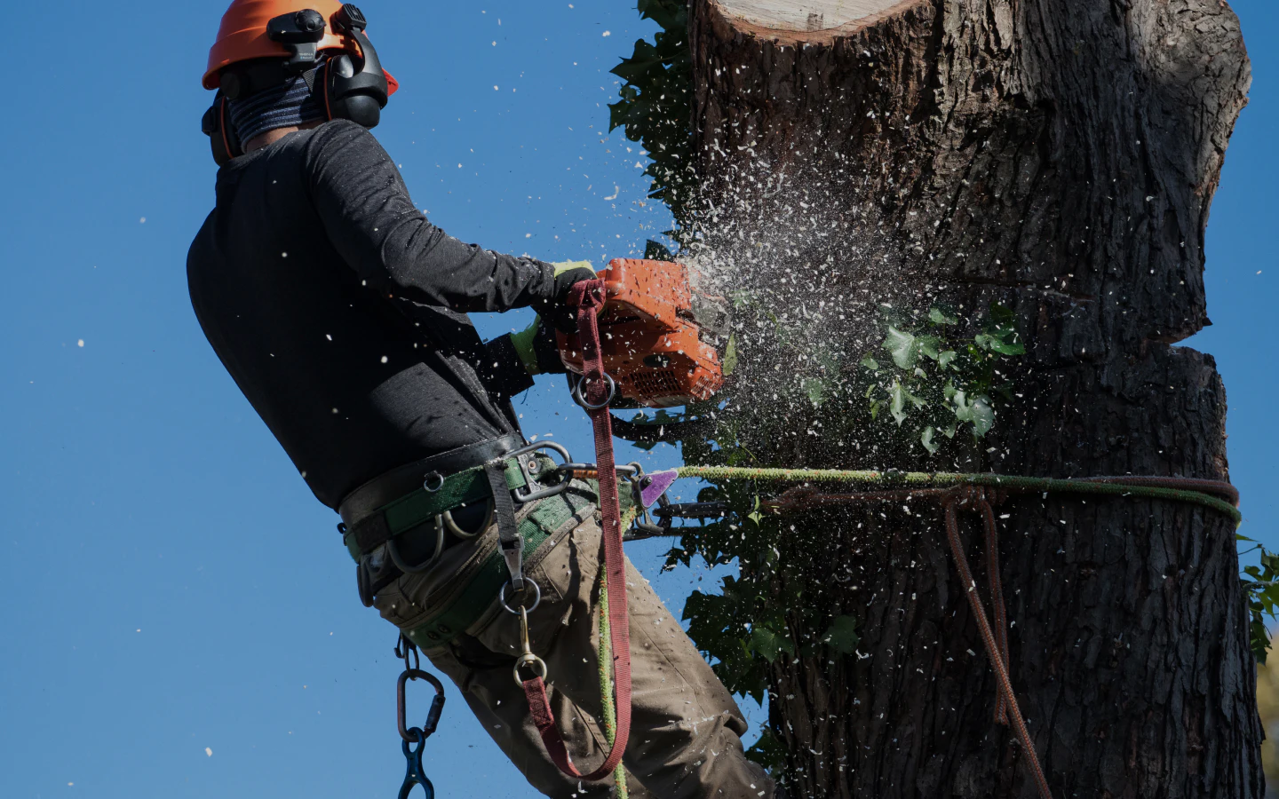 tree-removal-sebewaing-mi