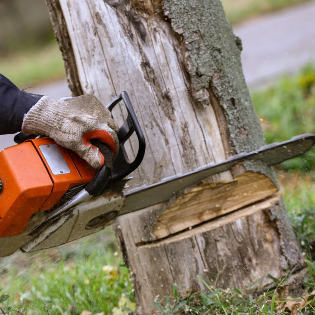 tree-removal-service-sebewaing-mi